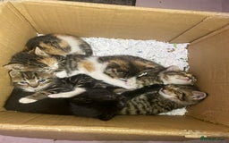 Mixed Breed cats for sale: 6 kittens ready to go to their forever homes  - Image 2