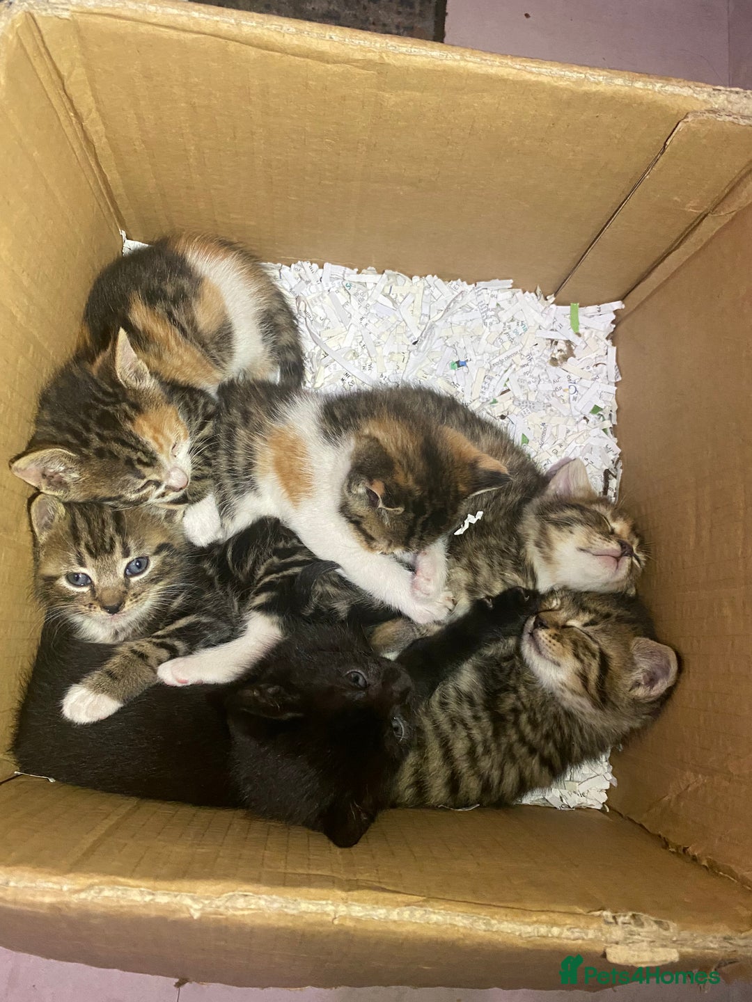 Mixed Breed cats for sale: 6 kittens ready to go to their forever homes  - Image 2