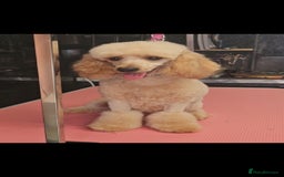 Maltipoo dogs for sale: Quality Champion Apricot Teddy toy Maltipoo's 🧸 - Image 14