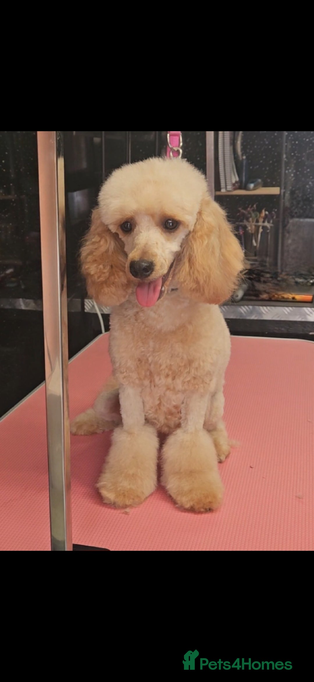 Maltipoo dogs for sale: Quality Champion Apricot Teddy toy Maltipoo's 🧸 - Image 14
