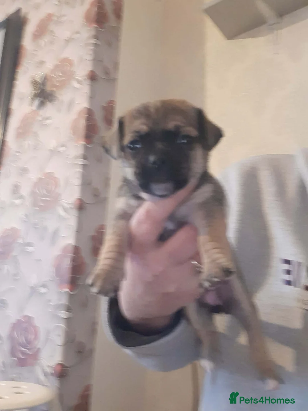 Jack Russell dogs for sale: For Sale  - Advert 4