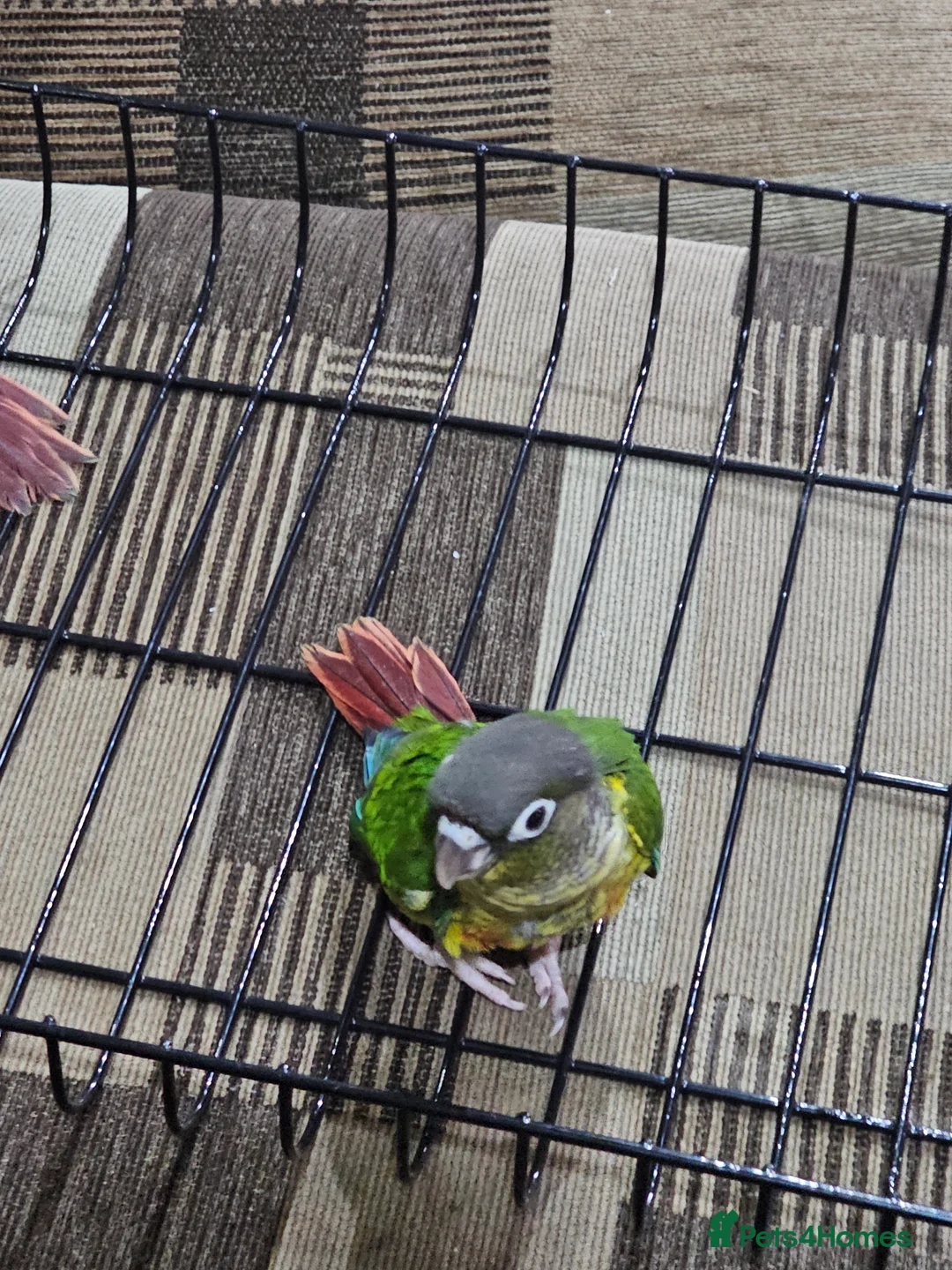 Conures birds for sale: Green cheek conuere in Birmingham - Advert 2