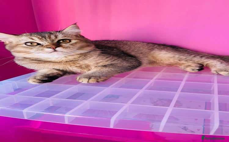 Scottish Fold cats Last golden boy ❤️ looking for new 🏠 - Advert 14