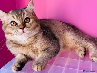 Scottish Fold cats Last golden boy ❤️ looking for new 🏠 - Advert 16