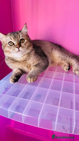 Scottish Fold cats Last golden boy ❤️ looking for new 🏠 - Advert 13