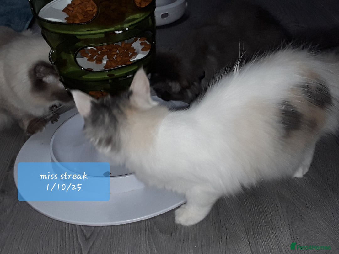 Ragcoon cats for sale: FINAL REDUCTION £300  Stunning, chunky ragcoons  - Image 7