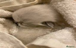 Ragdoll cats for sale: 7 ragdoll cats & kittens  - Image 17