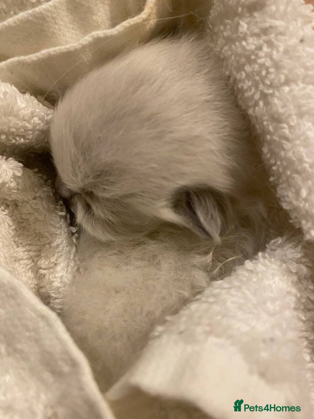 Ragdoll cats for sale: 7 ragdoll cats & kittens  - Image 17