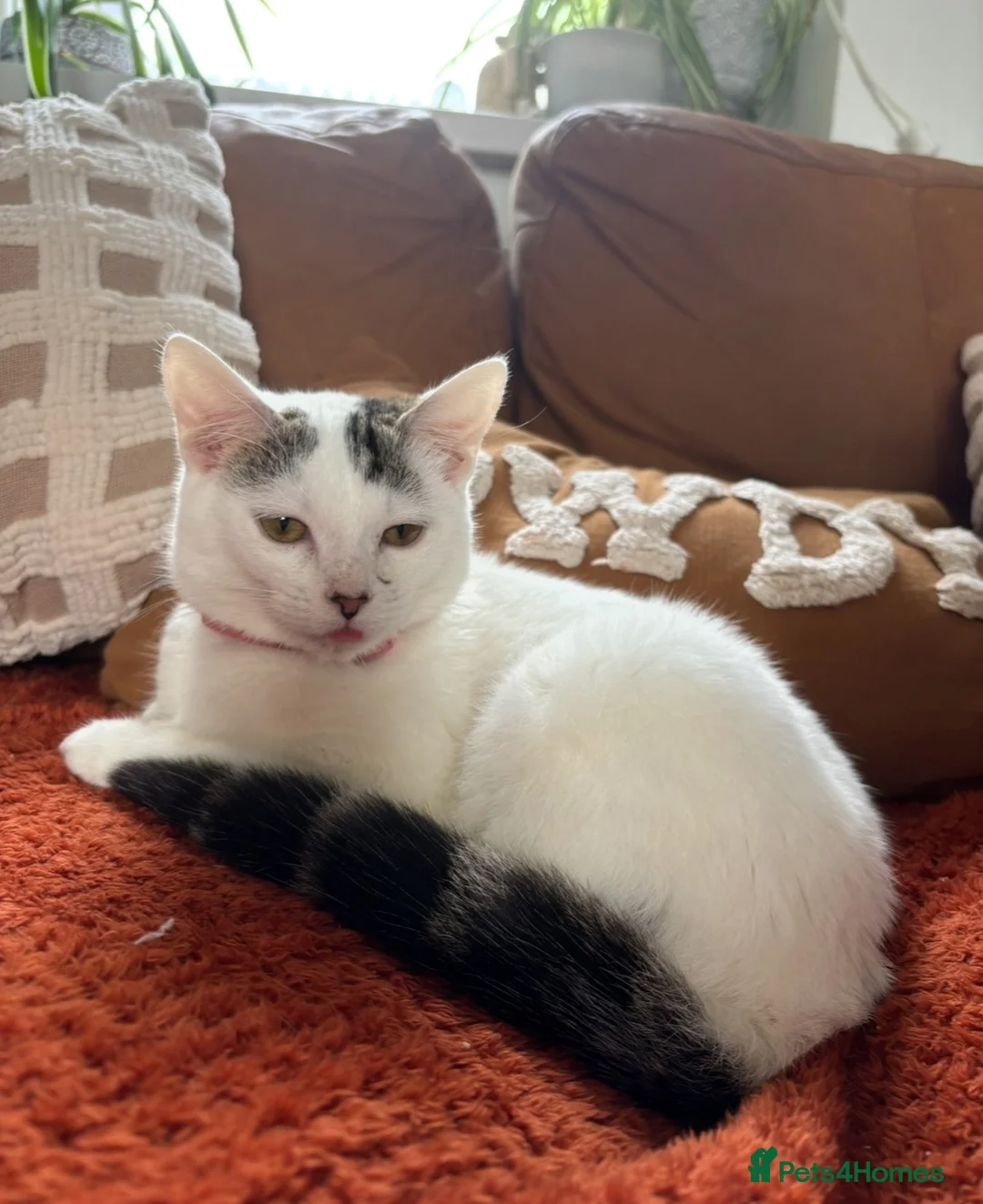Mixed Breed cats for sale: Gorgeous Female Cat - Advert 2