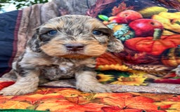 Cockapoo dogs for sale: Cockapoo puppies Rainbow litter  - Advert 18