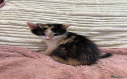 Oriental cats for sale: Sweet Confident Baby Girl - Image 10