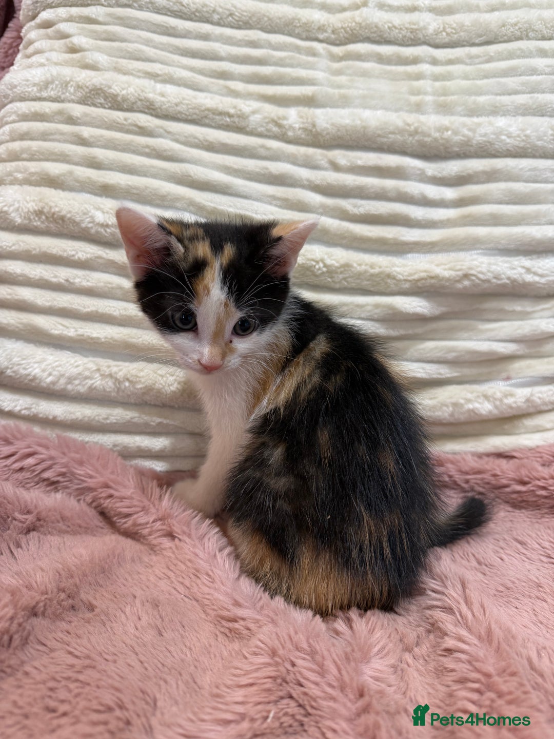 Oriental cats for sale: Sweet Confident Baby Girl - Image 10
