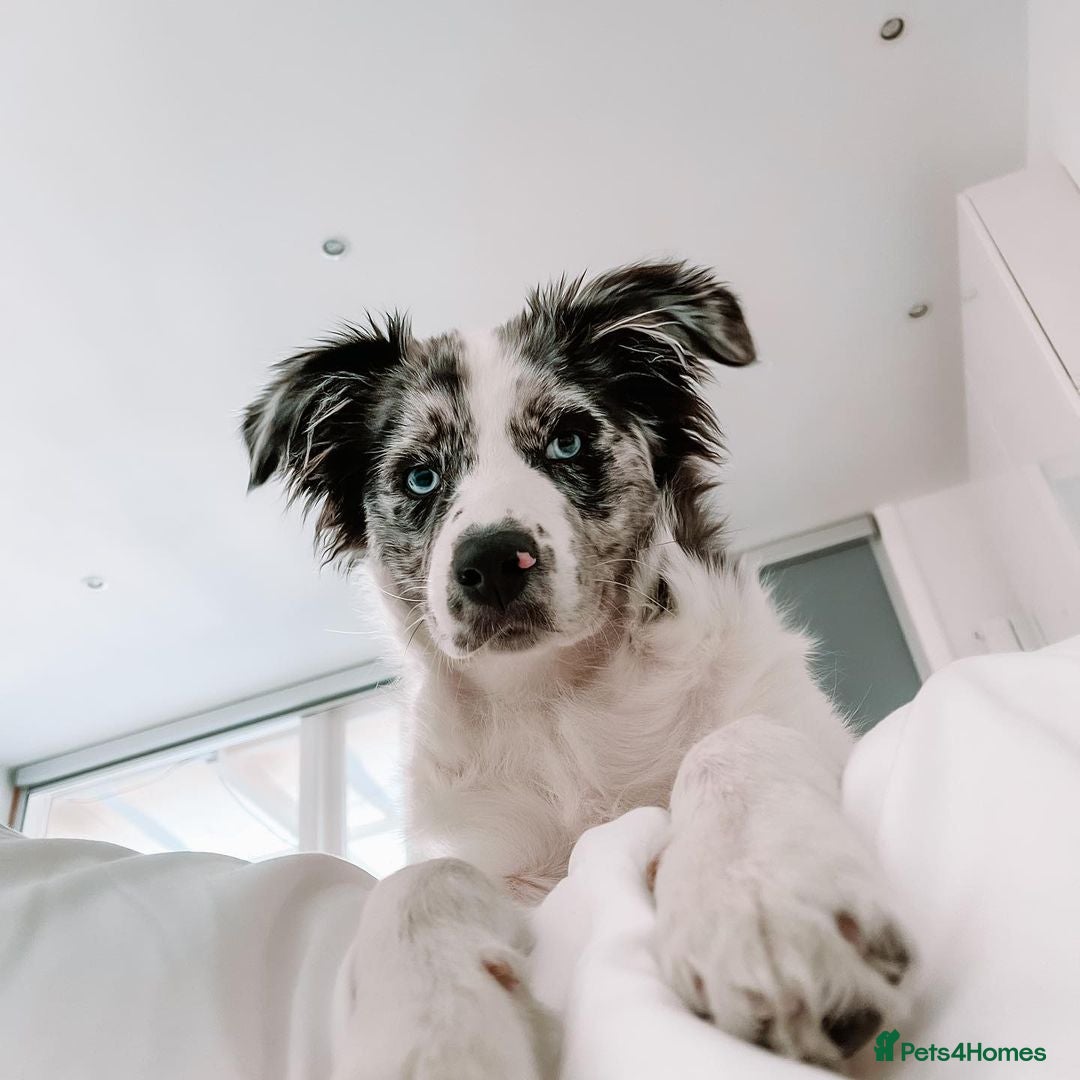 Australian Shepherd dogs for sale: Australian Shepherd For Rehoming - Advert 4