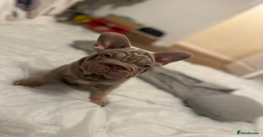 French Bulldog dogs - Advert 13