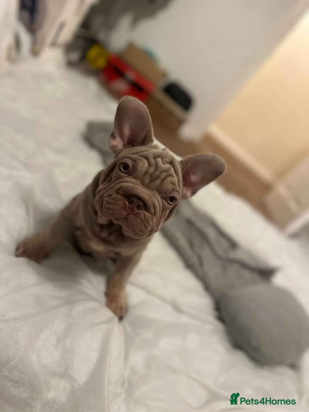 French Bulldog dogs for sale: Velvet big rope  new shade for French bulldog  - Image 3