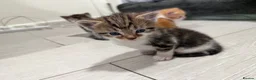 Mixed Breed cats for sale: BEAUTIFUL TORTISHELL KITTEN AND MORE - Advert 12