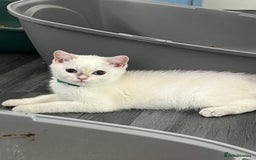 British Shorthair cats for sale: Beautiful golden white British short hair  - Image 20