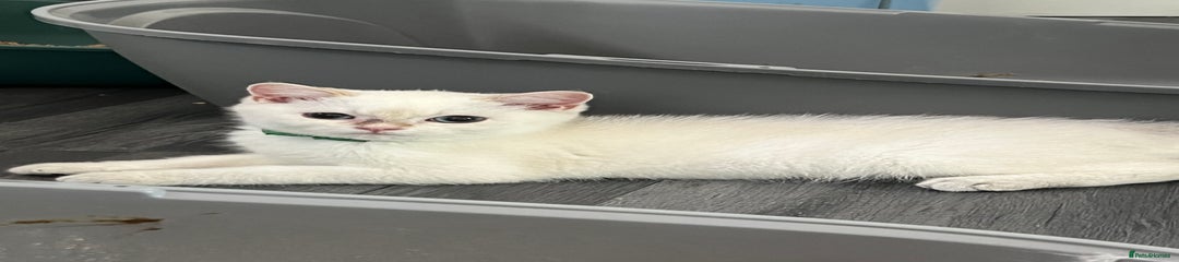 British Shorthair Kitten 2