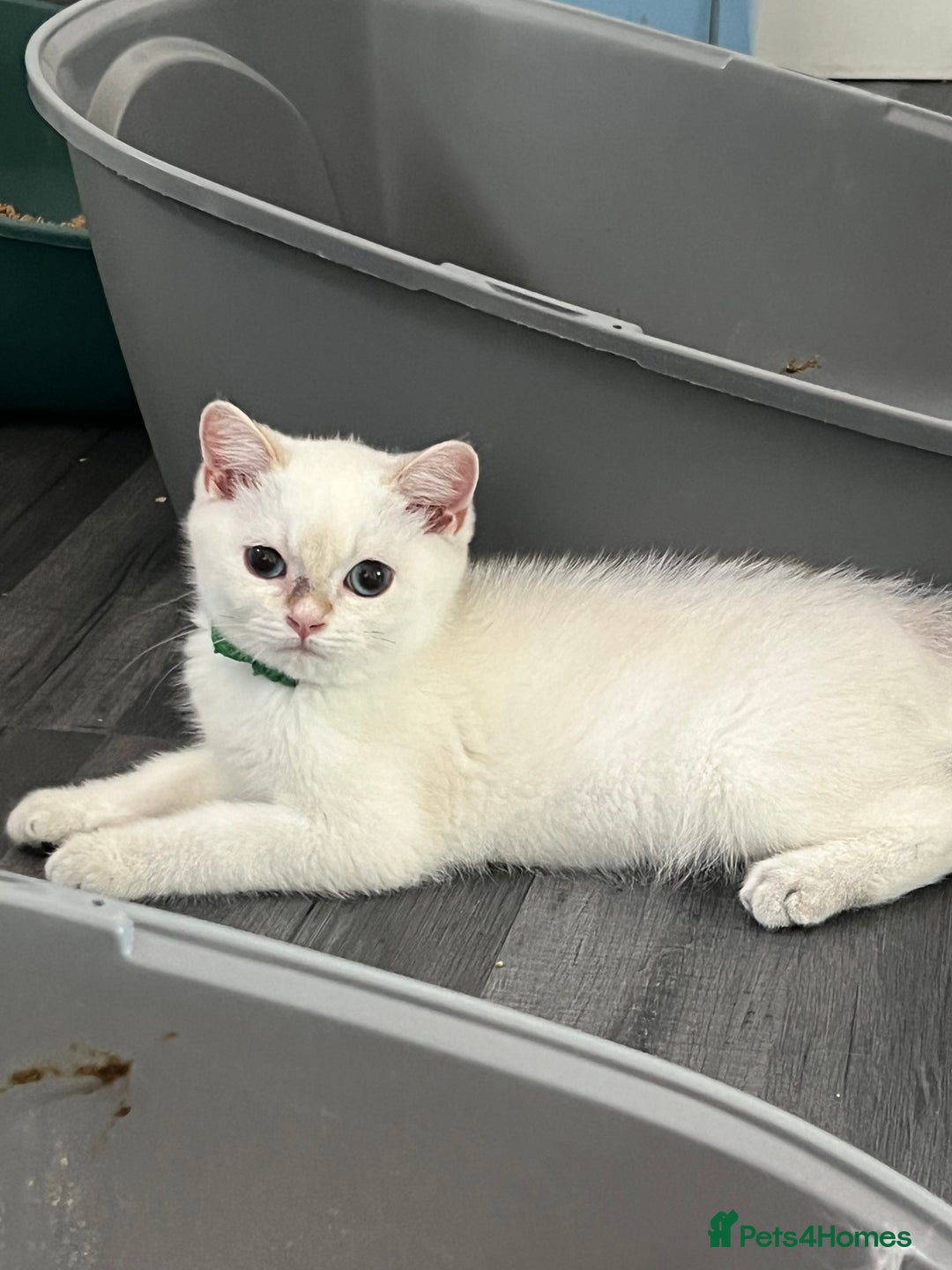 British Shorthair cats for sale: Beautiful golden white British short hair  - Image 20