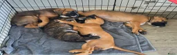 Mixed Breed dogs for sale: 2 Lurcher x Boxer puppies - Advert 3