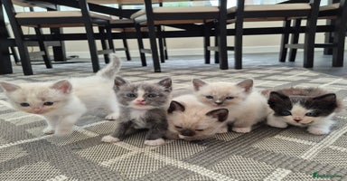 Ragdoll cats - Advert 2