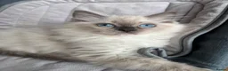 Ragdoll cats for sale: Ragdoll Cherubim Mink Kittens TICA - Advert 18