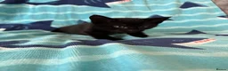 Mixed Breed cats for sale: Kittens, black and white - Advert 28