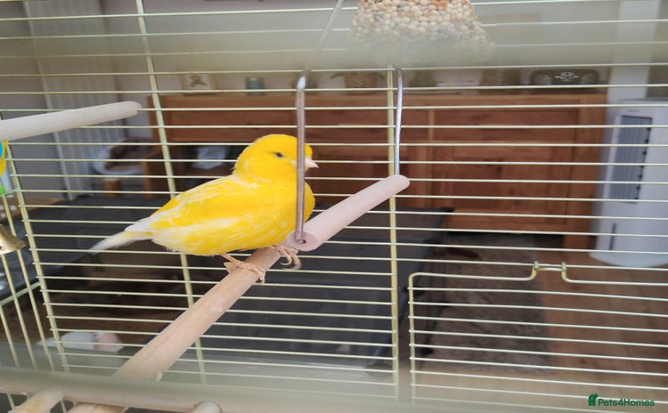 Canaries birds - Advert 4
