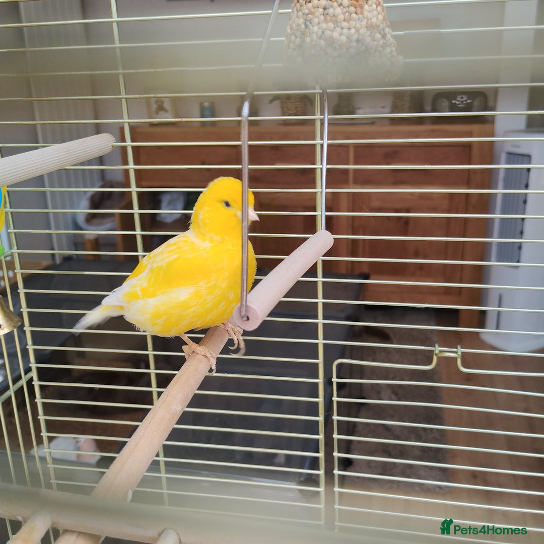 Canaries birds for sale: Canary  - Image 1
