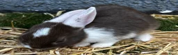 Mixed Breed rabbits for sale: Adorable baby rabbits for sale. Ready now - Advert 24