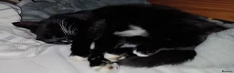 Domestic Shorthair cats for sale: Black & White domestic shorthair  - Advert 4