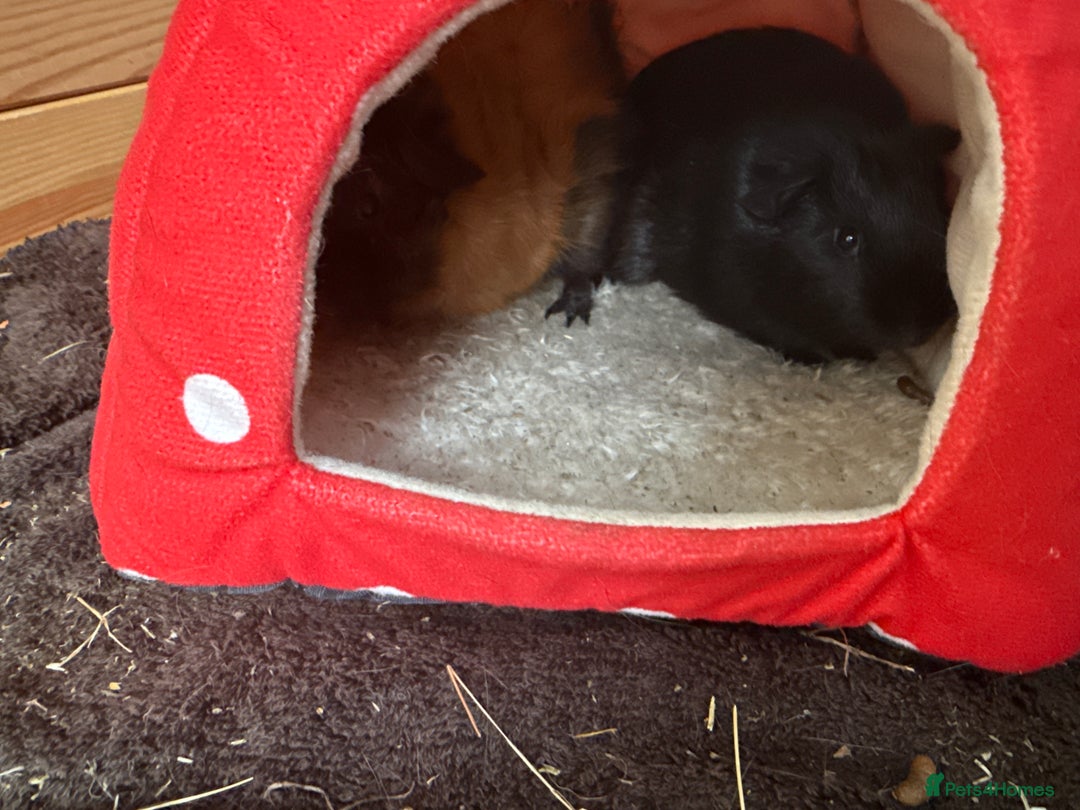 Guinea Pig rodents for sale: Two male guinea pigs  - Image 3