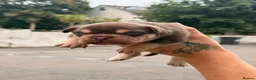 American Bully dogs for sale: Nano bully 2 females  - Advert 13
