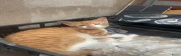Mixed Breed cats for sale: 1 beautiful white ginger male kitten available £60 - Advert 2