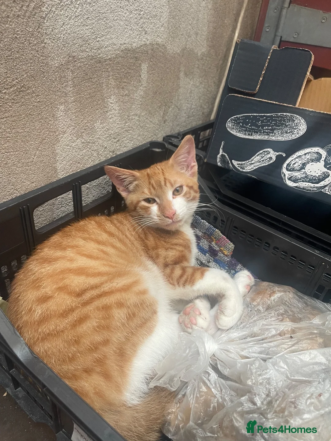 Mixed Breed cats for sale: 1 beautiful white ginger male kitten available £60 - Advert 2