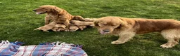 Golden Retriever dogs for sale: Beautiful KC Golden Retriever Puppies - Advert 15