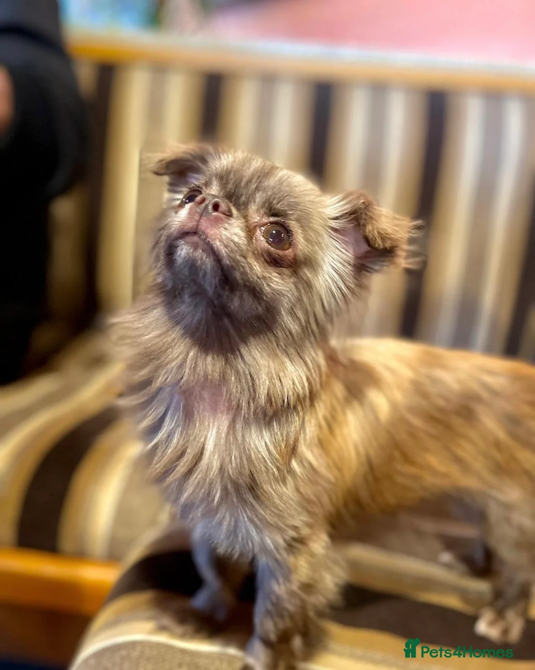 Chihuahua dogs for sale: Russian imported Chihauhai - Advert 4