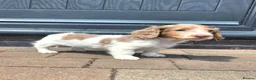 Miniature Dachshund dogs for sale: Isabella and Tan Piebald Long Hair Female - Advert 13