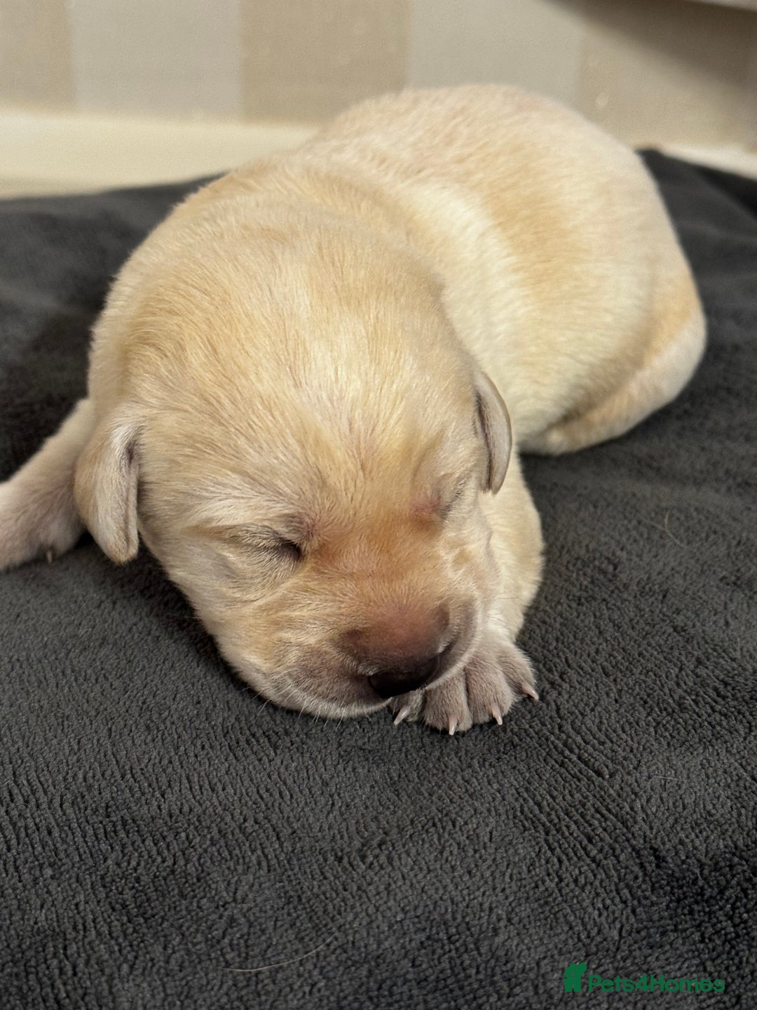 Labrador Retriever dogs for sale: Stunning, White/Yellow KC Registered Labrador Pups - Image 16