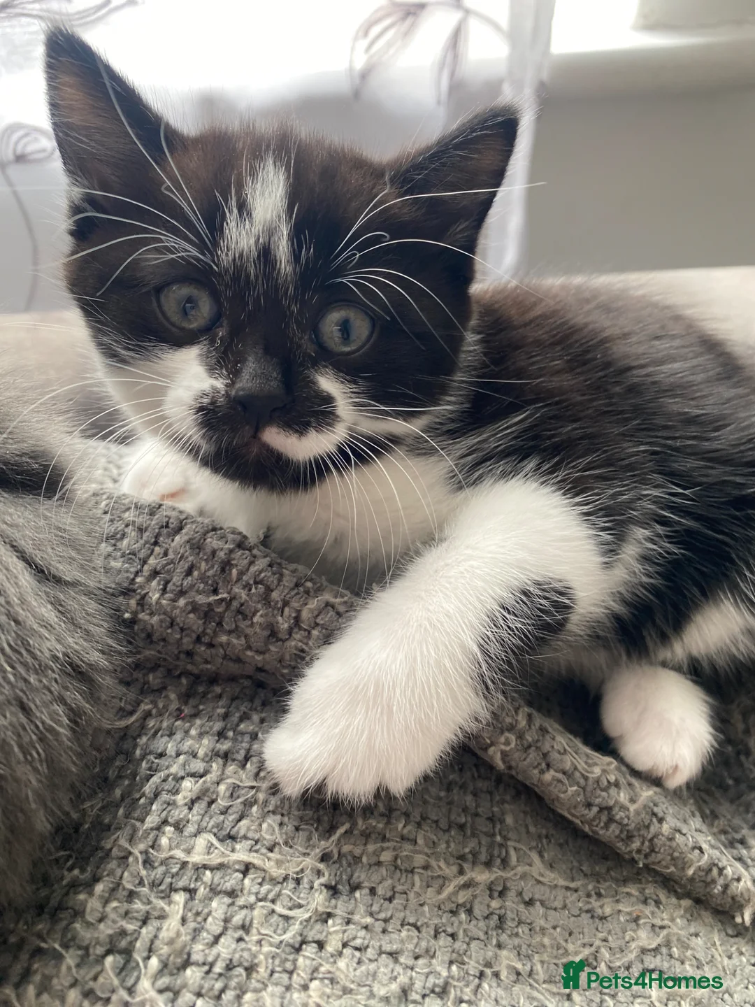 Mixed Breed cats for sale: Beautiful baby girl 🐱  - Advert 1