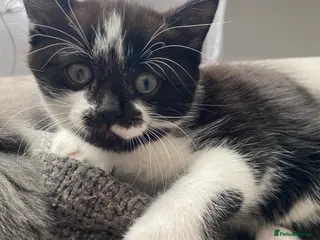 Mixed Breed cats Beautiful baby girl 🐱 - Advert 13