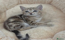 Mixed Breed cats for sale: LOVELY KITTENS  - Advert 10