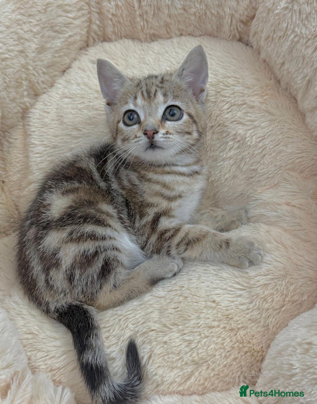 Mixed Breed cats for sale: LOVELY KITTENS  - Advert 10