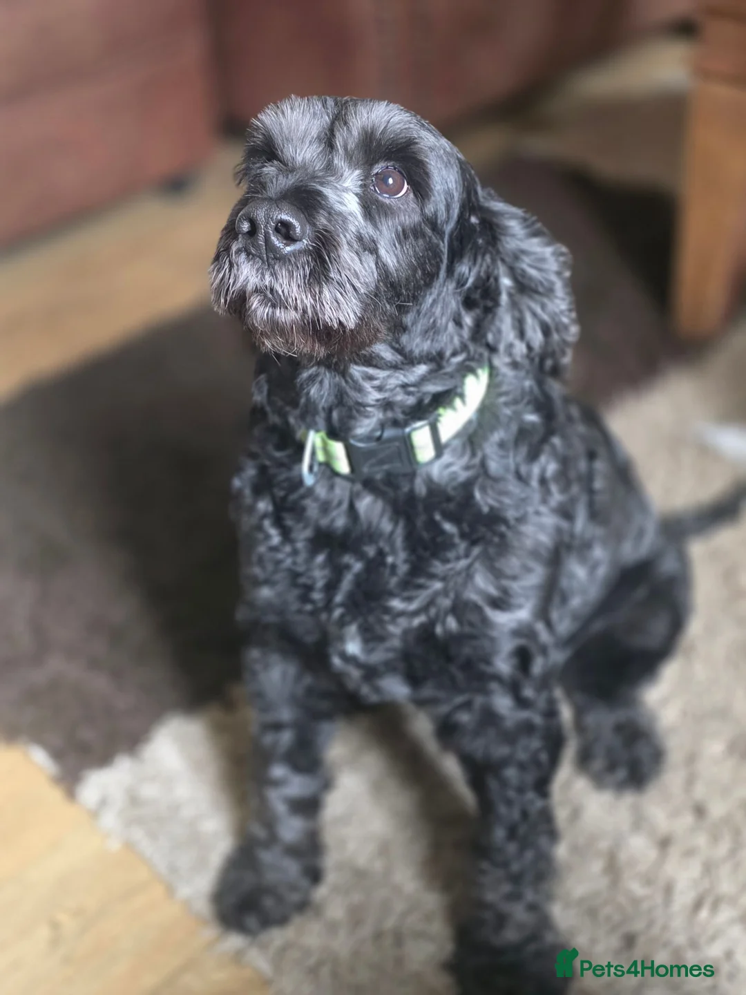 Cockapoo dogs for stud: Proven Cockapoo for stud in Oswestry - Advert 5