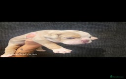 Olde English Bulldogge dogs for sale: Old English Bulldog Puppies - Image 17