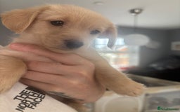 Mixed Breed dogs for sale: Cockapoochi Puppies - Cockapoo Chihuahua hydbrid - Image 30