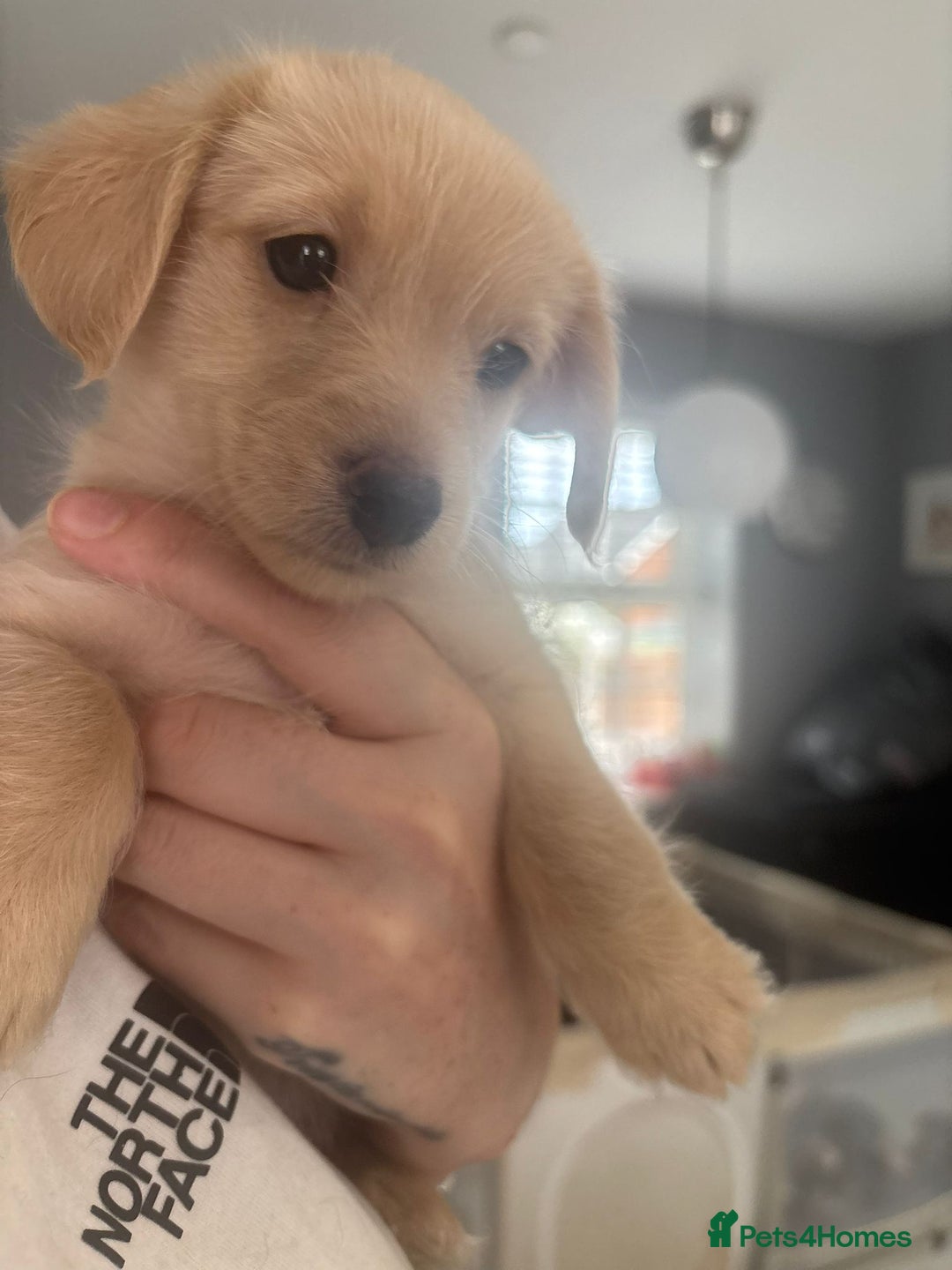 Mixed Breed dogs for sale: Cockapoochi Puppies - Cockapoo Chihuahua hydbrid - Image 30