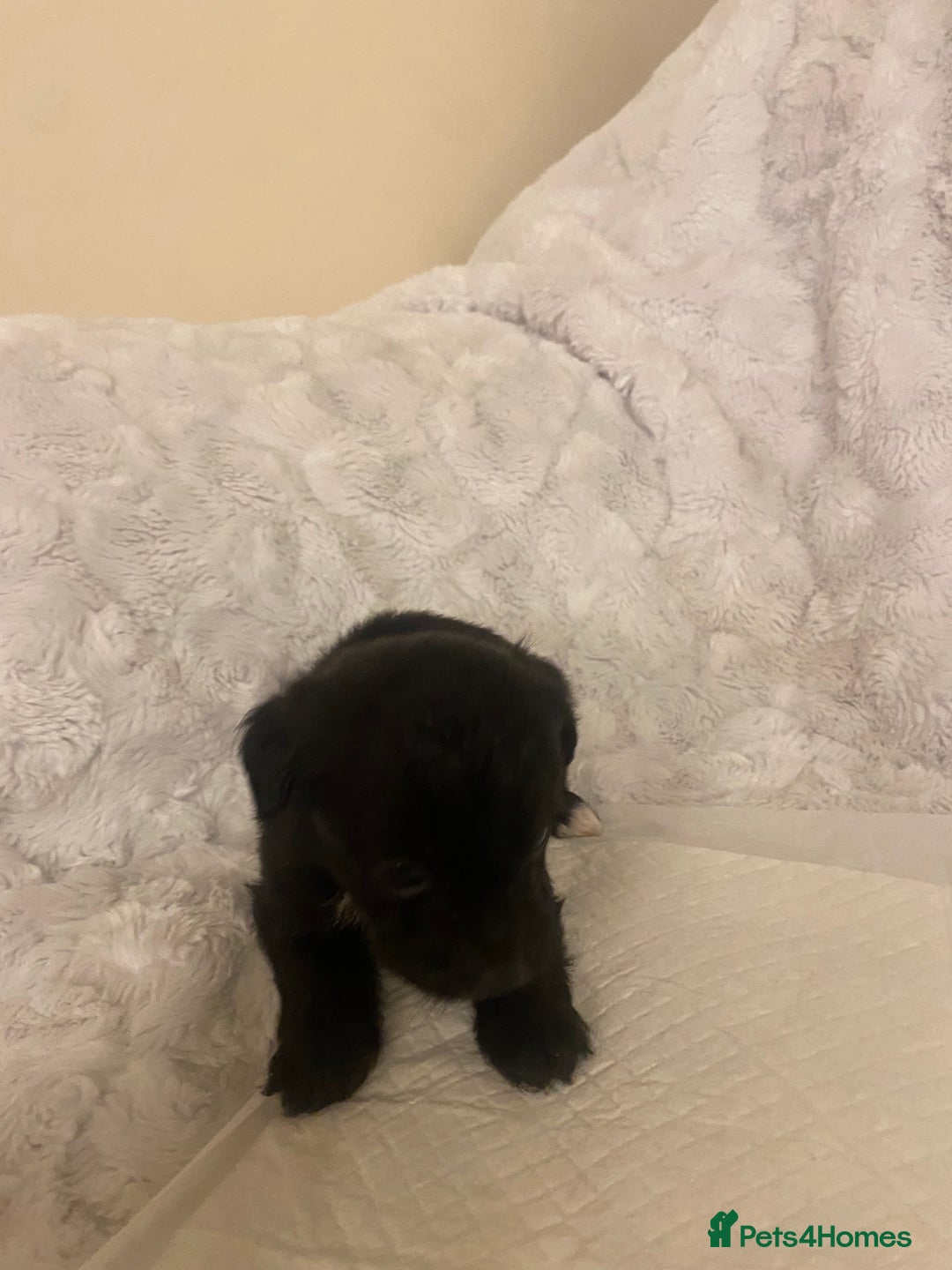 Jackapoo dogs for sale: Jackapoo puppies  - Advert 18