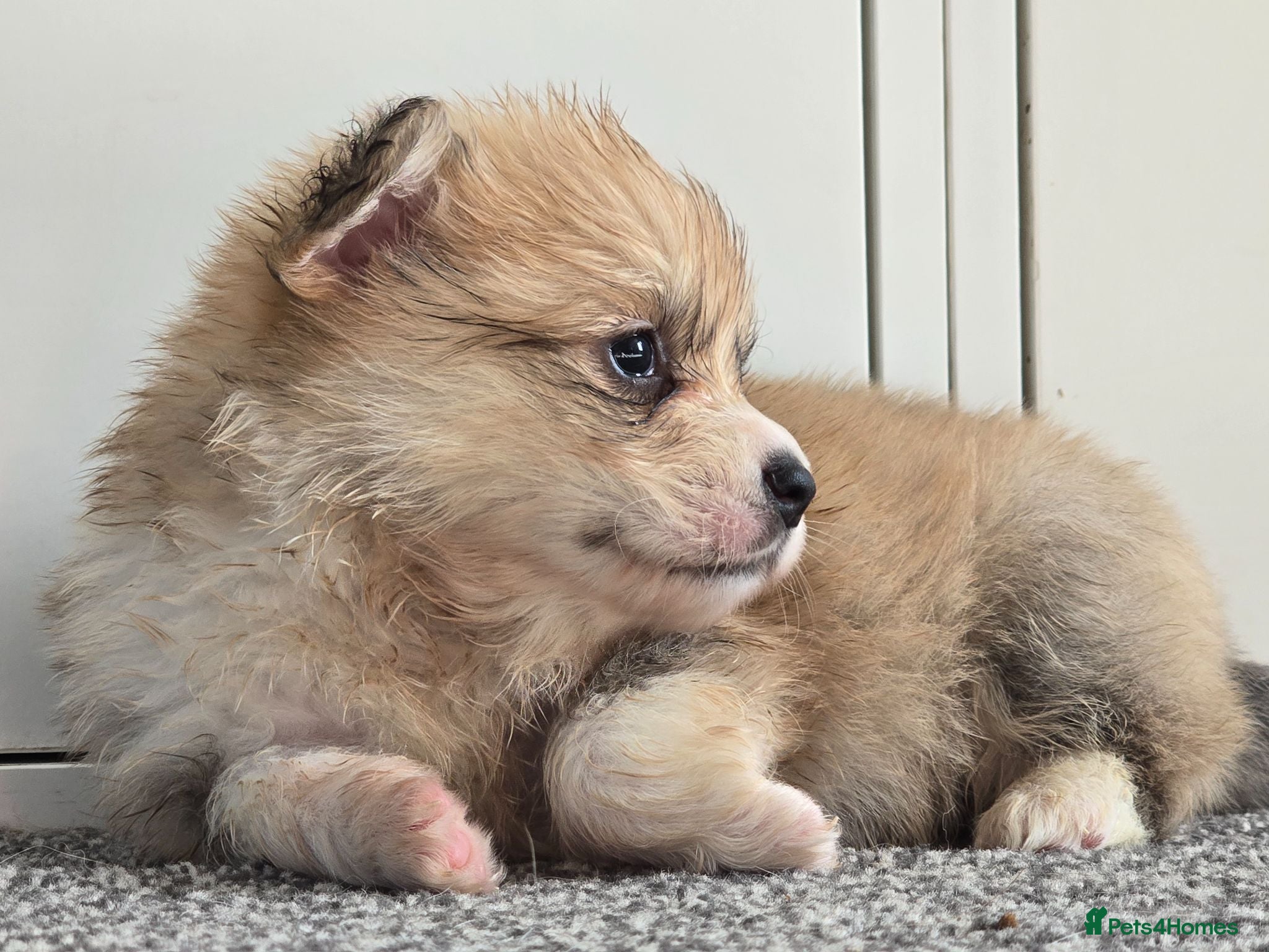 Welsh Corgi Pembroke dogs KC registed Welsh Pembroke Corgi. - Advert 3