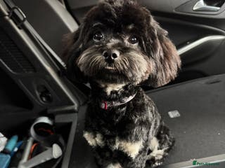 Shihpoo dogs gorgeous Shihpoo boy for studding - Advert 1